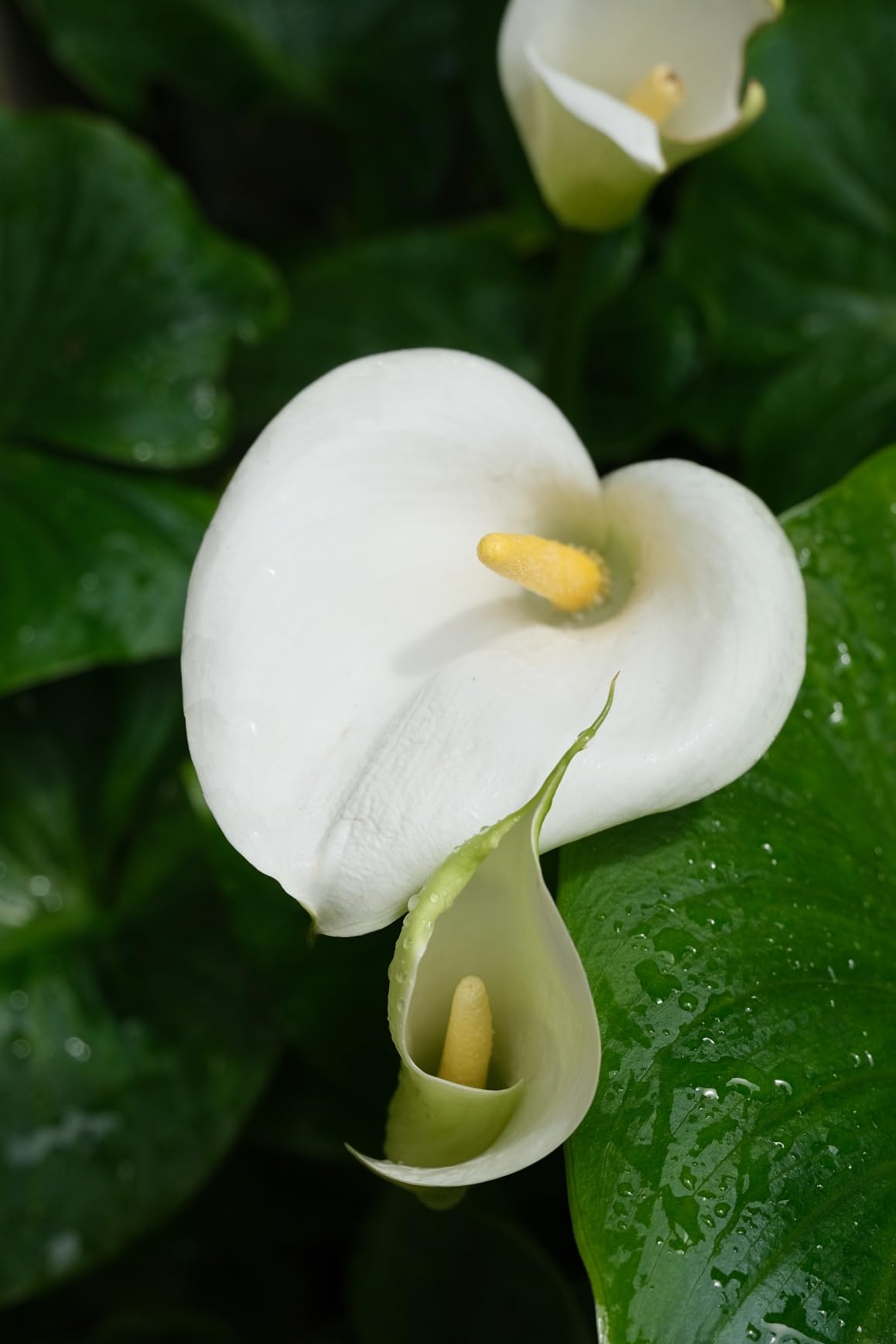 Arum Lily Plants, Zantedeschia Aethiopica, Bare Rooted White Flowers, Letterbox Friendly (6)