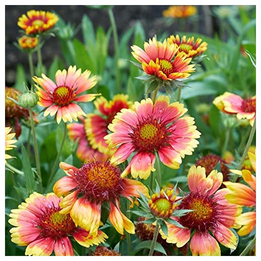 Outsidepride Gaillardia Pulchella Indian Blanket Wild Flowers - 5000 Seeds