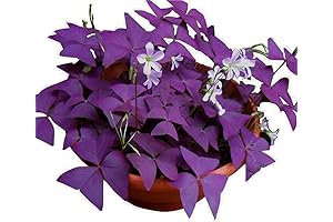 Oxalis Triangularis 10 Bulbs: Nature's Velvet Touch!