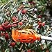 HANZIUP Plastic Fruit Picker Basket Head, Labor Saving Tool Fruits Catcher for Harvest Picking Apple Mango Pear Peach Mango Kiwi Lemon Cherry