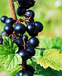 Black Currant Plant Live for Planting, Black Currant Bush Rooted, 1 Year Old Bare Root, Current Berries Ready to Grow