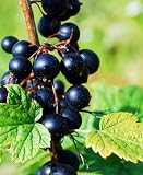 Black Currant Live Plant, Edible Berry Bush Shrub, 6-12" Tall