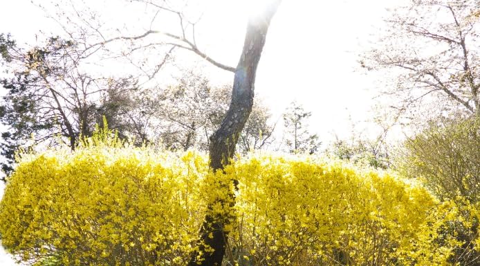 1 Lynwood Gold Forsythia Plants Live for Gardening 3 Inc Tall 4 in Pot, Golden Bell Yellow Forsythia Bushes Live Plants, Forsythia Flowers Vine