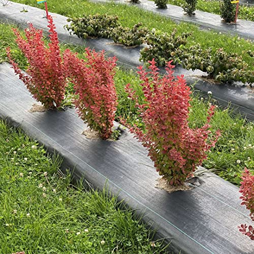 Sunjoy Orange Pillar™ - Barberry - Berberis- Proven Winners - 4" Pot #TOP3