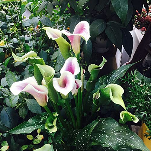 FStening 2 Pièces Poudre Blanche Deux Couleurs Magiques Bulbes De Lys Calla Plantés Dans Le Jardin Généralement Utilisés Comme Fleurs Décoratives Pour Les Célébrations D'événements Cover