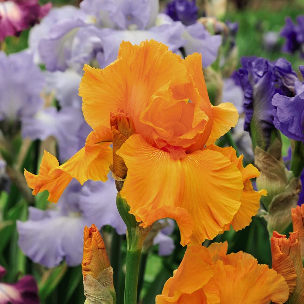 Iris Re-Blooming Orange Harvest Garden Plant Hardy Perennial Flowering Garden Plants Easy to Grow Your Own 3X Bare Root by Thompson and Morgan (3)
