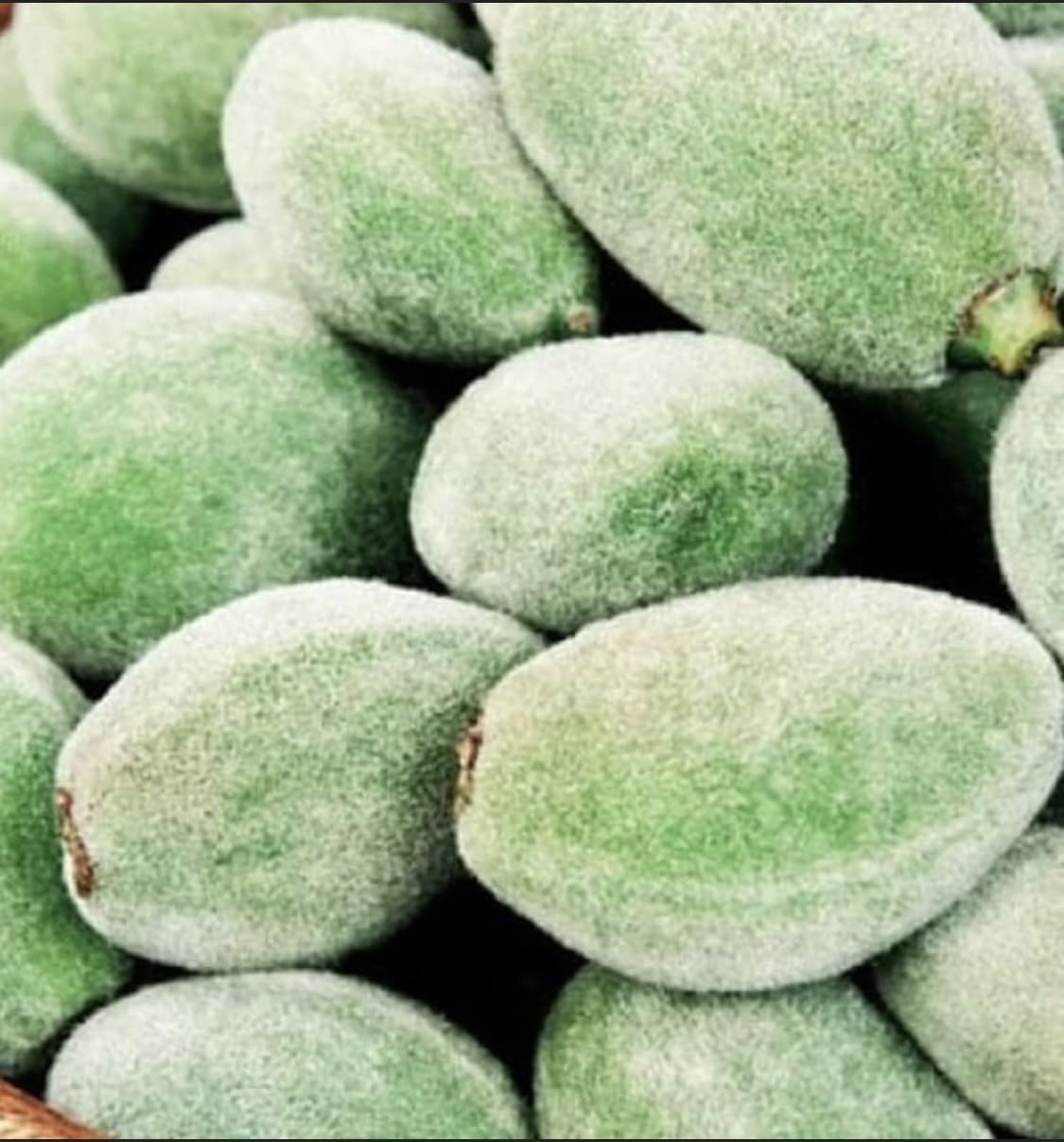 Saray Gurme Unripe Almonds, Green Almonds, Fresh Green Almonds, Green Cagla Fruits, Raw Almonds, 2 LBS