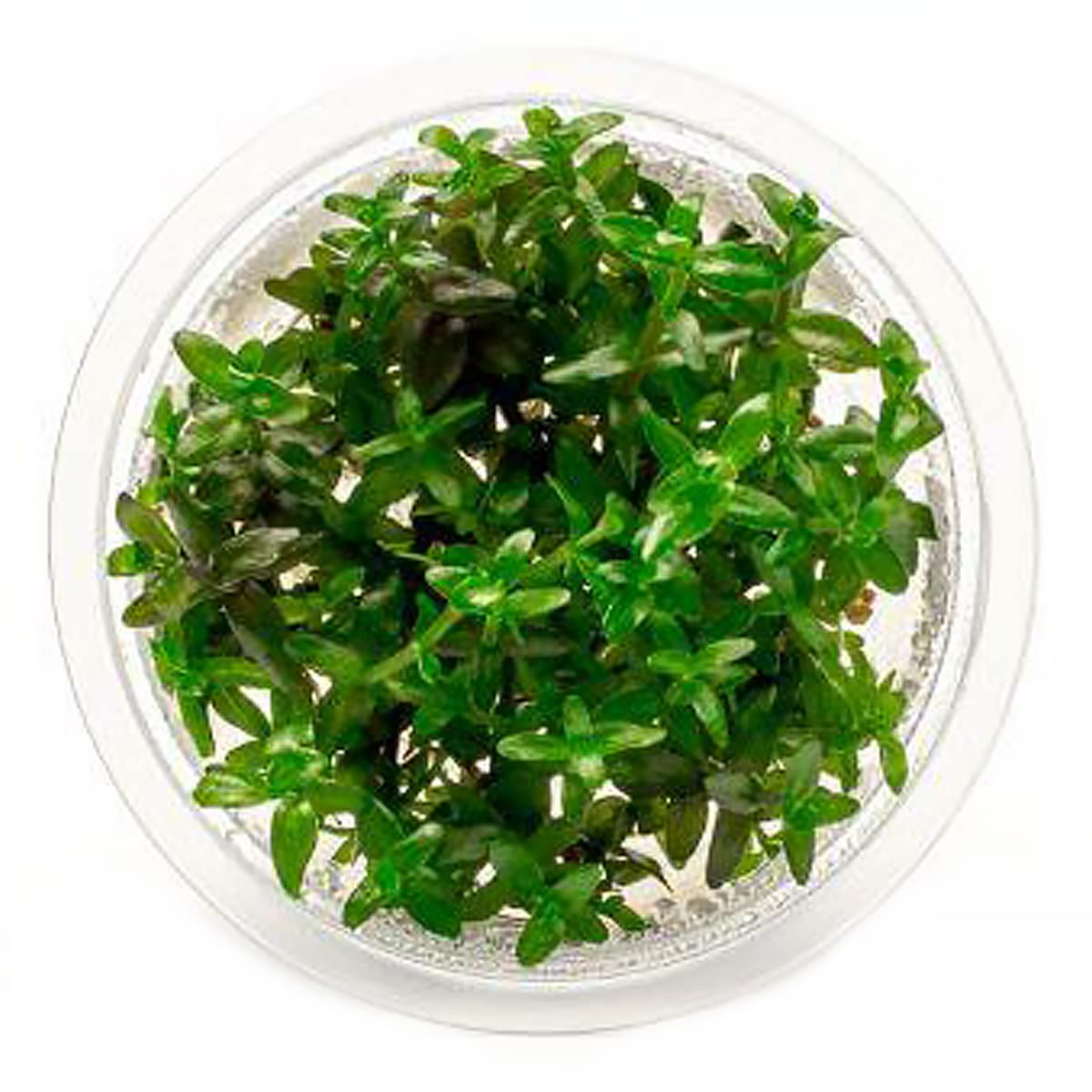 SubstrateSource Bacopa Caroliniana Red Tissue Culture