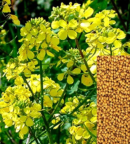 Seeds White Mustard Vegetable Garden Heirloom for Planting Non GMO - Image 3
