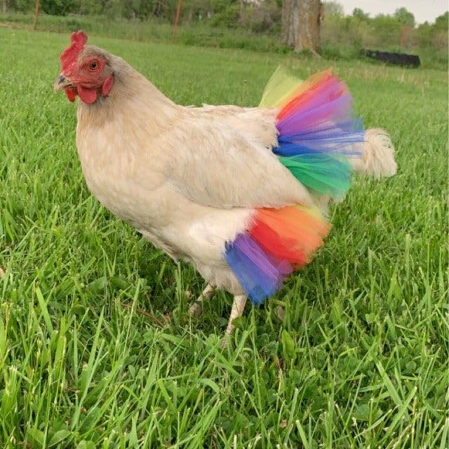 pink chicken rainbow dress Pink Chicken Girls Stevie Dress