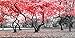 canvas wall art Modern Canvas Painting Wall Art The Picture For Home Decoration Black White and Red Tree Landscape Print On Canvas Giclee Artwork For Wall Decor