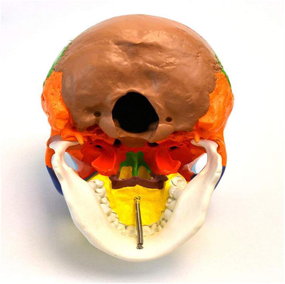 Kolorowy Medyczny Model Czaszki Do Nauki - Model Ludzkiej Czaszki W Naturalnej Wielkości - Medyczny Anatomiczny Kolorowy Model Czaszki - Materiał Pcv - Model Edukacyjny K