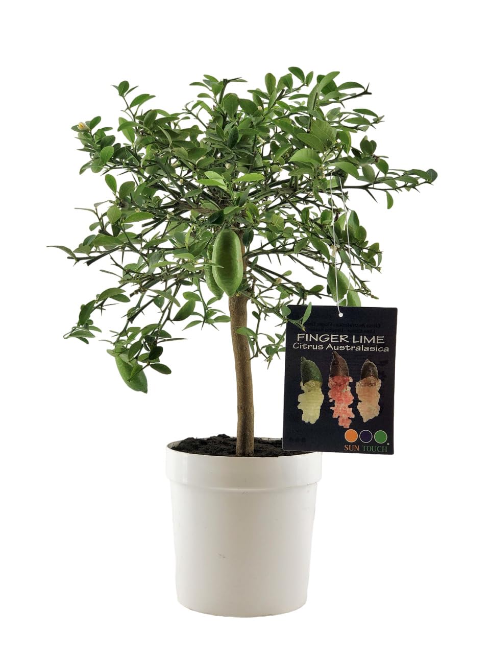 Pianta di Finger Lime/Caviale di Limone - Citrus australasica - H50-60cm - vaso ø18 (Bianco)