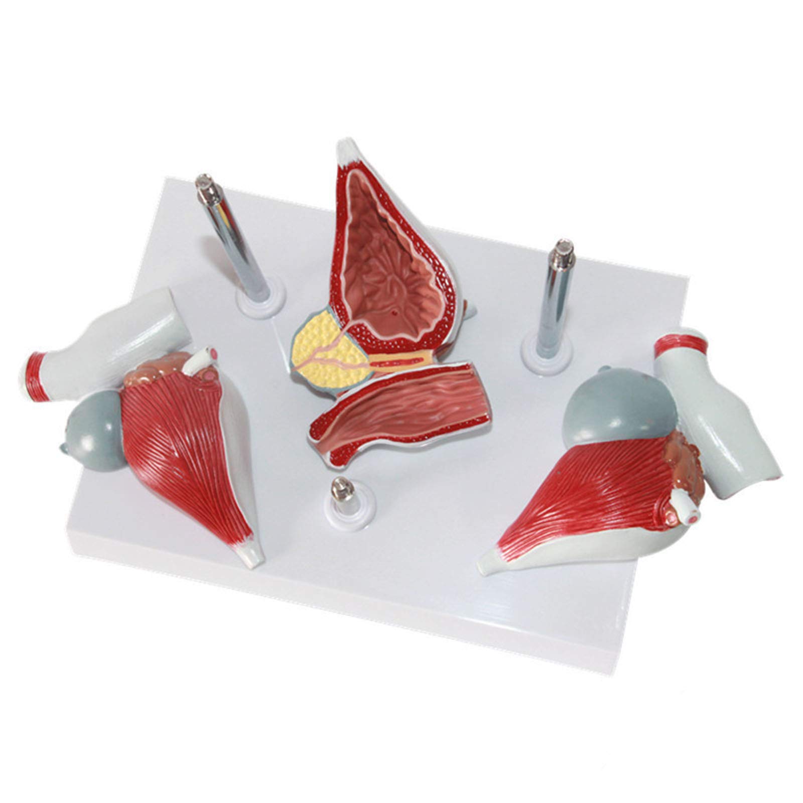 Anatomiemodelle, Anatomisches Modell des menschlichen Harnsystems