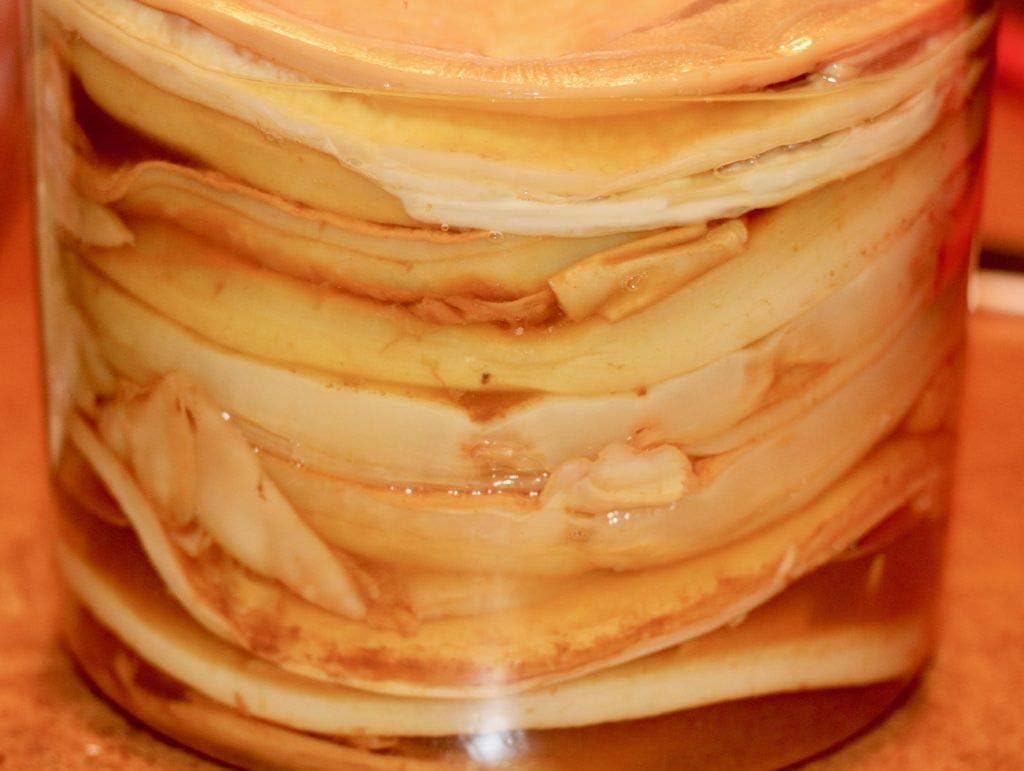 2 X Organic Kombucha Scoby - Live Culture by Scoby Kombucha