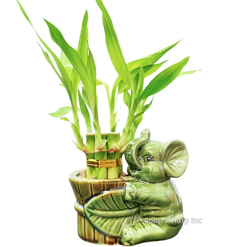 6-Stalk Lucky Bamboo with Elephant Ceramic Vase