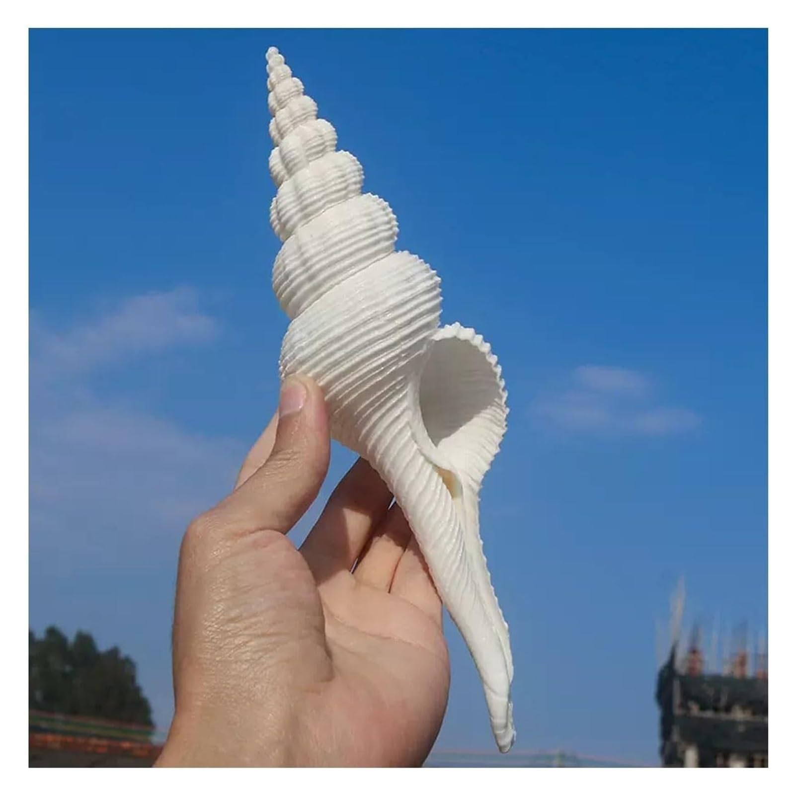 YKMYXZ shells， Shells White Spiral 16-19Cm for Decoration(18~19cm)