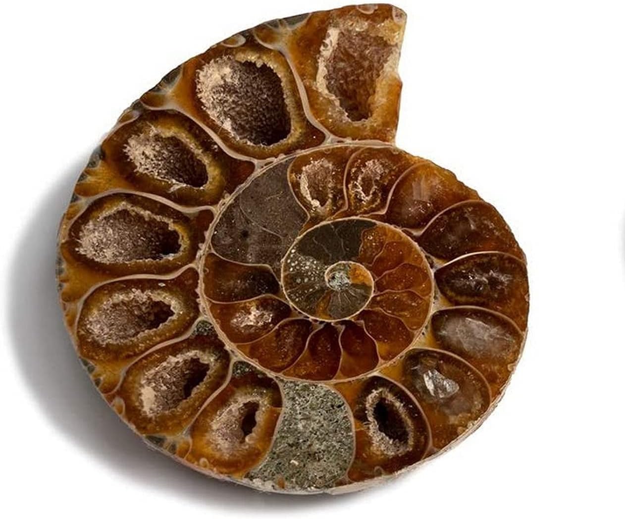 Genuine Fossil Madagascan Ammonite 150 Million Years Old! Jurassic Real Fossil Shell Madagascar Fossil Great Gift For Science Education Collection