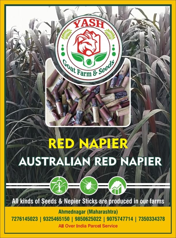 Full Red Napier Grass Seeds,Australian Red Napier (Pennisetum purpureum cross) multi-cut hybrid fodder grass slips for Cow, Buffalo, Goat, Sheep, Pig, Pack of 10 Sticks, Yash Goat Farm & Seeds (B0DFMRL69G) Amazon Price History, Amazon Price Tracker