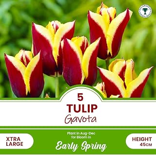 Tulip Bulbs - Mixed Tulips Collection - Spring Flowering Bulbs - Perennial - Ready to Plant - for Your Beautiful Garden (5X Tulip Gavota)