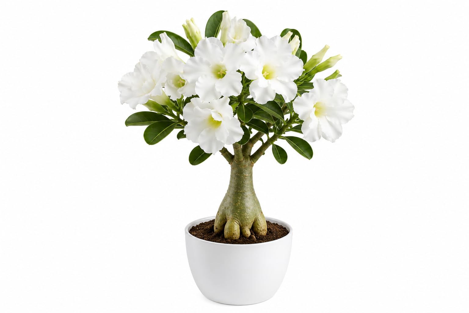 White Flowering Succulent Plant | Pure White Blooms, Sculptural Thick Trunk, Low Maintenance Care, Indoor & Outdoor Use, Bonsai Suitable-image-1
