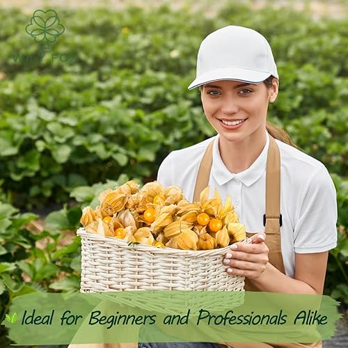 Miniatura 4 de Semillas de grosella espinosa Cape Premium (Physalis peruviana)  Más de 100 semillas de reliquia sin OMG para plantar  Cerezas molidas dulces y