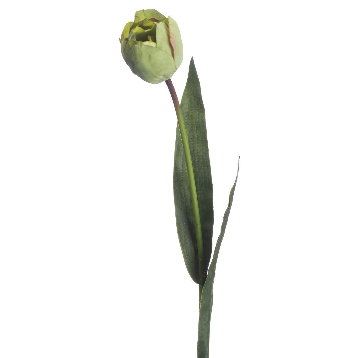 Hill InteriorsGreen Tulip