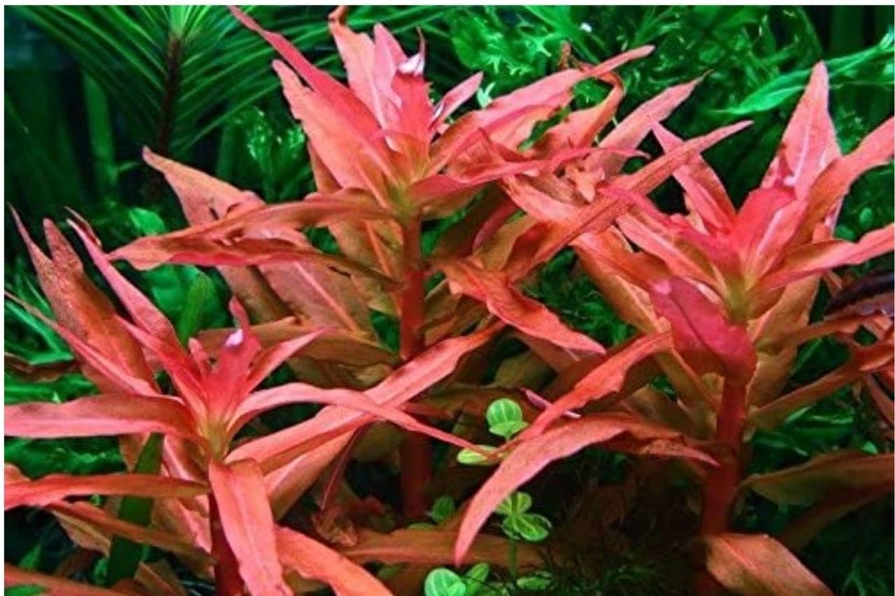 Maalavya Live Aquarium Aquatic Plant Ammania Gracilis Live Plant with Pot (8 to 10 Stems)