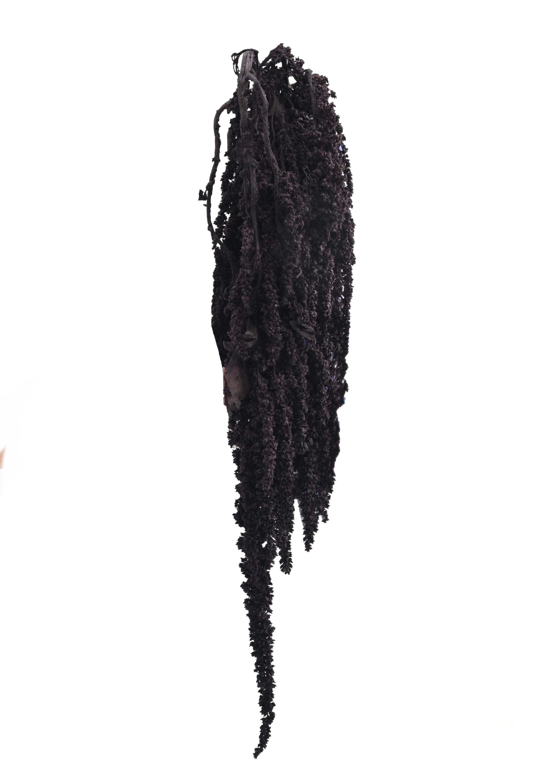 Versailles Preserved Black Amranthus | Vibrant Everlasting Dried Flowers Home Decor, Shower Hanging, Vase Arrangements, and Wedding Greenery - Long Lasting 3 Stems-image-46