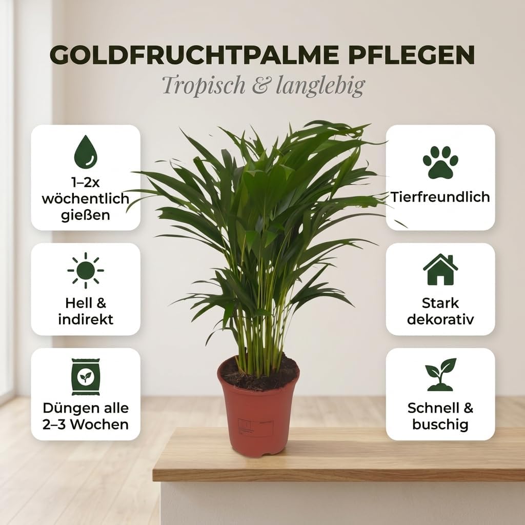 Goldfruchtpalme | 3er-Set | Dypsis lutescens | ca. 40-50 cm | ø 12-15cm Topf | Pflegeleichte Zimmerpflanzen für Wohnung und Büro | Qualität vom Pflanzen Profi | Ideale Raumbegrünung