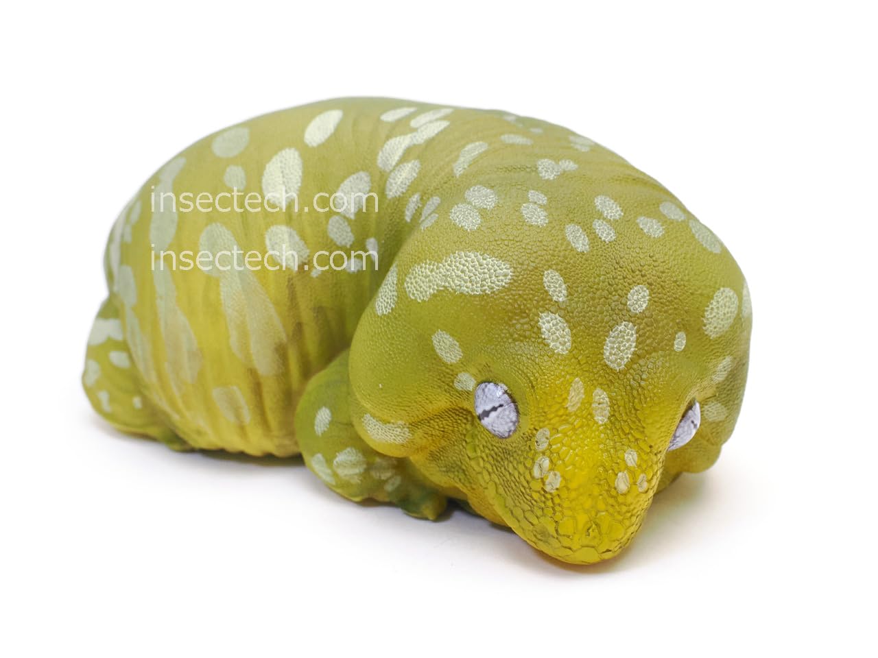Amazon | 【動物の惑星】ツギオミカドヤモリ フィギュア完成品