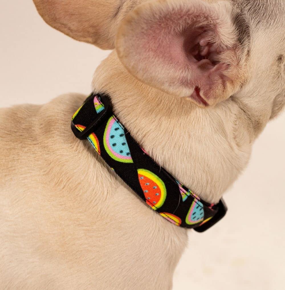 Lana Paws Colourful Watermelons Durable Fabric Dog Collar Belt for Small Dogs, Shih Tzu, Lhasa Apso, Pomeranian, Dachshund (B09X9R5ZHQ) Amazon Price History, Amazon Price Tracker