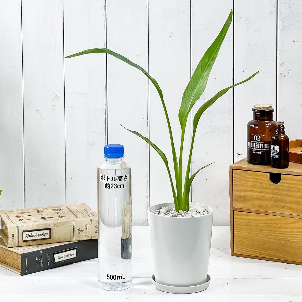 Amazon｜PLANCHU 観葉植物 タビビトノキ 4号鉢 受け皿付き 育て方説明