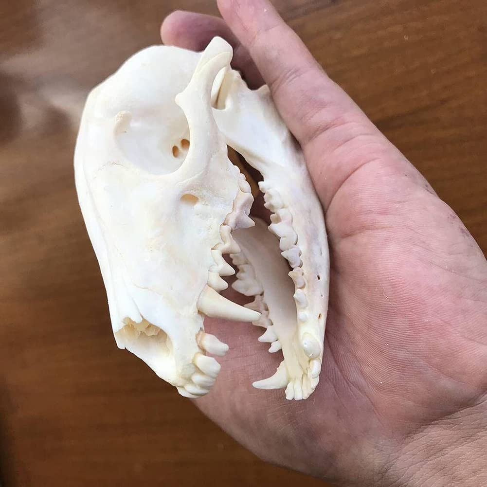 ZCZC 7PCS Combination Real Animal Skull Specimens Of Cat/Mkrat /Nutria/Mink/Fox/Raccoon/Turtle, Taxidermy Skull Decoration For Home, Specimen Collectibles Study, Special Gifts