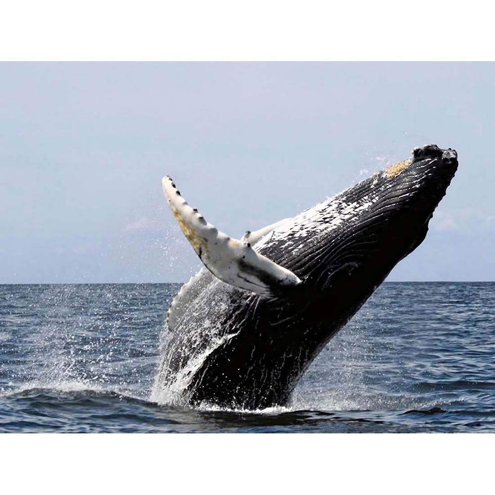 Wee Blue Coo Animal Photograph Humpback Whale Art Print Poster Wall Decor 12X16 Inch