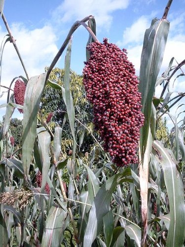 50 TOP 76-6 SORGO Bicolor Jarabe Harina Grano Semillas Vegetales - México
