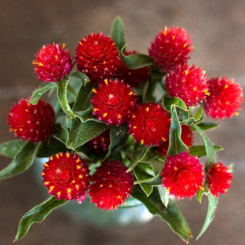GARDENIFY INDIA Gomphrena Red Strawberry Flower (Buy 1 Get 1 Free) (50 Seeds Pack) (B09RQPXLHD) Amazon Price History, Amazon Price Tracker