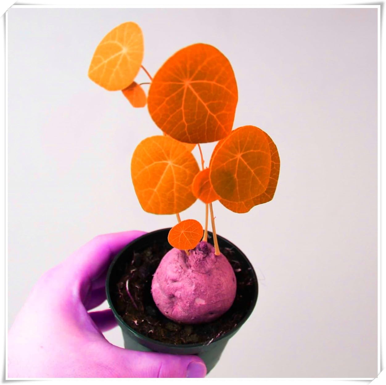 Excellent Display,Flowering Rhizome, Stephania erecta Bulb, Stephania erecta Plant-1 Bulb-C