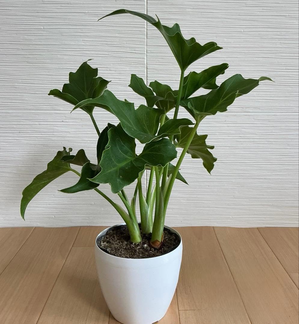 Amazon｜観葉植物 フィロデンドロンセローム 3.5号鉢付｜観葉植物