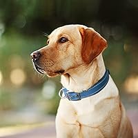 Vista 7 de Fida - Collar para perro resistente, de neopreno ultra cómodo y suave acolchado, de nylon reflectante ajustable con hebilla de metal duradera