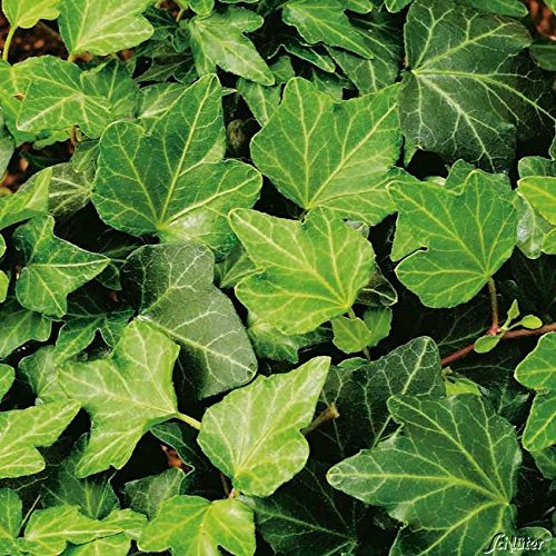 Garten Schlüter Efeu Hedera Helix Kletterpflanze