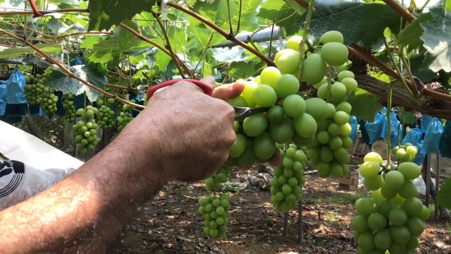 Amazon | 321DX-T ぶどう摘粒鋏 直刃 袋入 | 園芸用はさみ