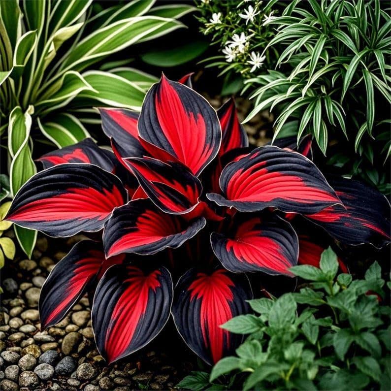 Mix Hosta Bulbs UK, Hostas Rhizome for Planting, Hardy Perennial, Excellent Display, Natural Organic-8 Bulbs-A