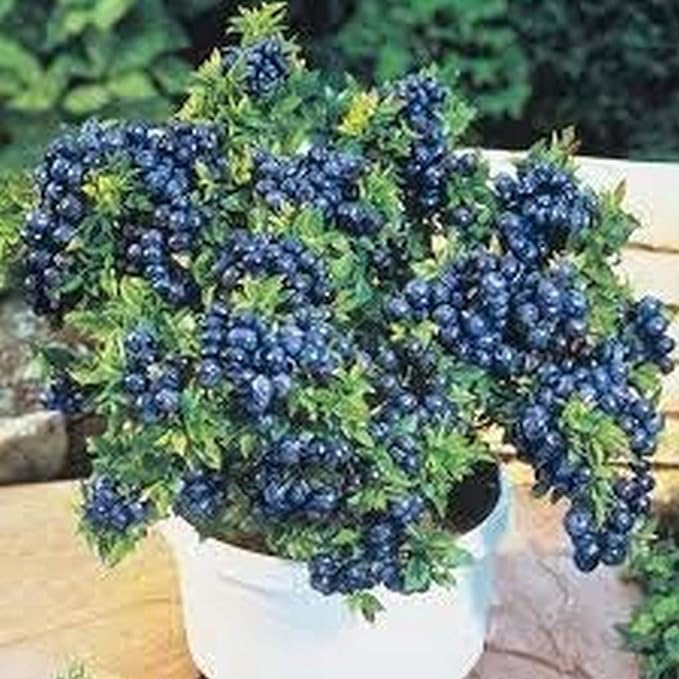 Nursery Live RareDwarf Blueberry Tasty Fruit Plant 1 Healthy (Seedling) Plant (B0CMP83ZT4) Amazon Price History, Amazon Price Tracker