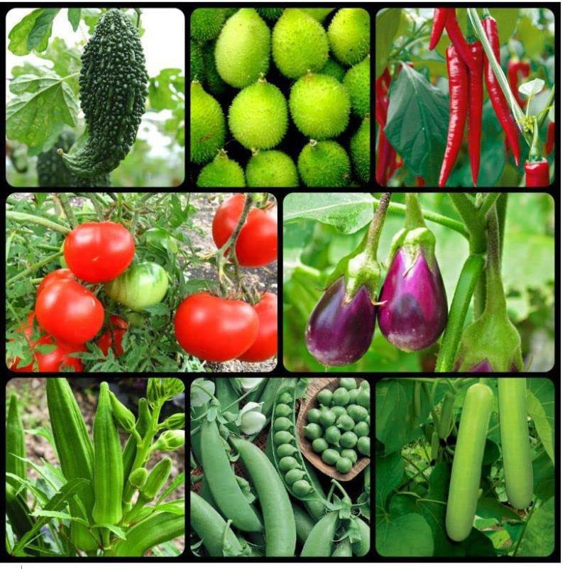 Rainy season vegetable seeds combo (500 seeds) (B0C6ZV2D2W) Amazon Price History, Amazon Price Tracker