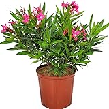 Oleandro o Adelfa Planta Natural con Flores de Color Rosa