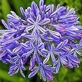 3 Bareroot Blue Agapanthus/Lily of The Nile