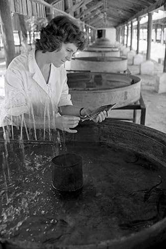 Miniatura 3 de Caviar Negro Osetra 8.82 oz, CASPIAN de Azerbaiyán (Acipenser Gueldenstaedtil)