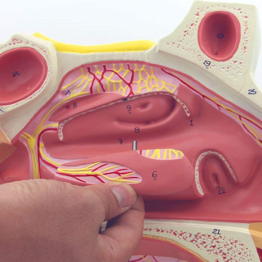 Modelo de anatomía de la cavidad nasal humana for uso educativo en el ámbito sanitario: material de formación detallado sobre endoscopio respiratorio en otorrinolaringología.