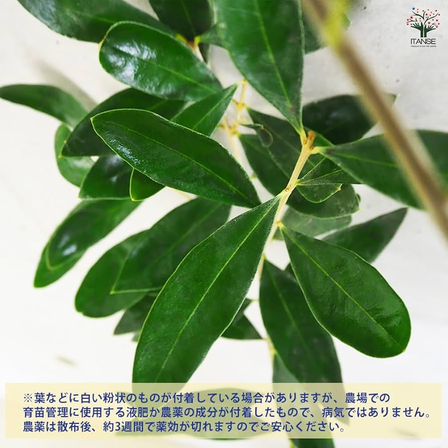 オリーブの木 カラマタ シンボルツリー 観葉植物：オリーブの木